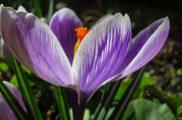 Ð¡失去在上面关于大大地紫色的国王关于有条纹的番红花属向一和煦的：照到阳光的ScottPolarResearcInstitute