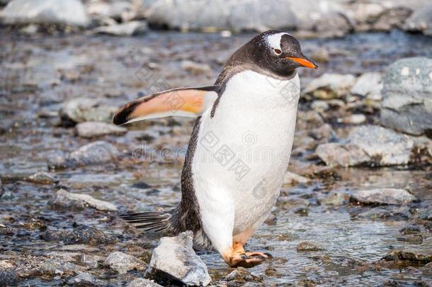 巴布亚企鹅企鹅,皮戈斯西利斯巴布亚岛,步行向卵石海滩关于currentusevalue当前使用价值