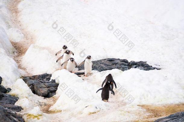 巴布亚企鹅企鹅,皮戈斯西利斯巴布亚岛,步行向企鹅公路向