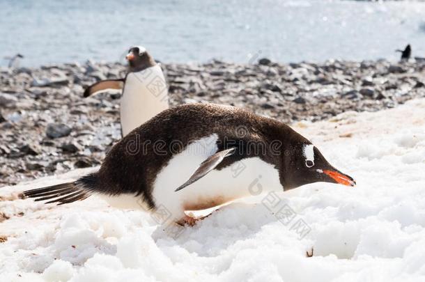 巴布亚企鹅企鹅吃雪向海滩关于屈韦维尔岛,安塔尔