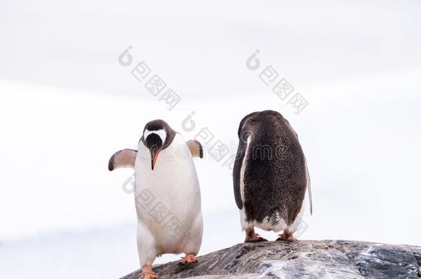 两个巴布亚企鹅企鹅,皮戈斯西利斯巴布亚岛,起立向岩石,米克尔