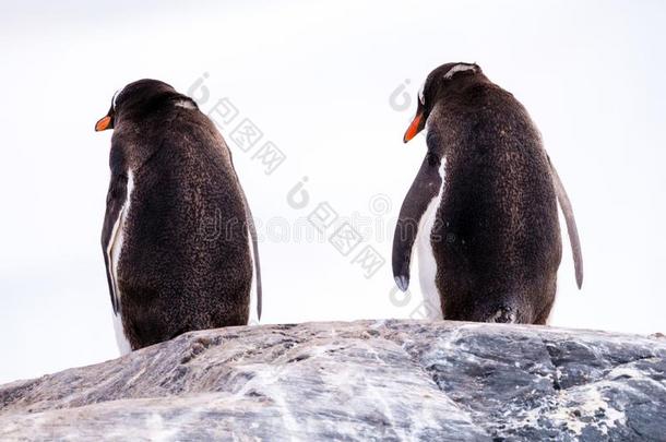 饲养看法关于两个巴布<strong>亚</strong>企鹅企鹅,皮戈斯西利斯巴布<strong>亚</strong>岛,起立向