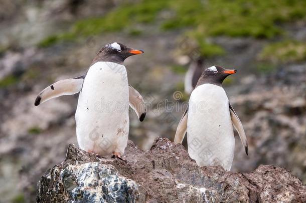 两个巴布亚企鹅企鹅,皮戈斯西利斯巴布亚岛,起立向岩石,汉纳