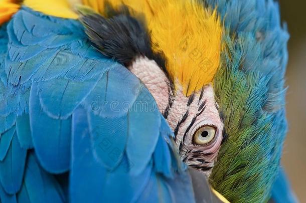 蓝色-和-金金刚鹦鹉,睡眠和num.一眼睛敞开的