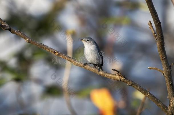 蓝色灰色食虫鸣禽鸟,美国佐治亚州