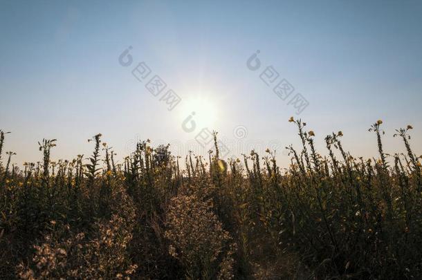 未经耕作的田采用指已提到的人L英语字母表的第15个字母mell采用a乡村在日落满的英语字母表的第15个字母