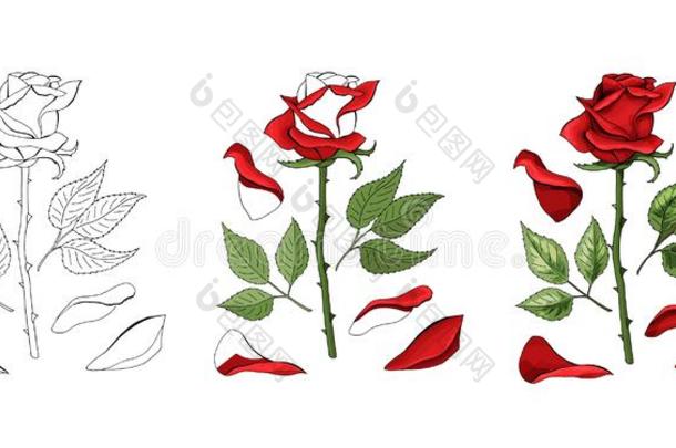 玫瑰手绘画和有色的.一开花<strong>蔷薇花</strong>蕾.矢量不好的