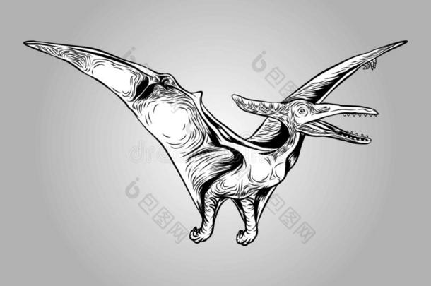 飞行的翼手龙属史前的恐龙矢量说明