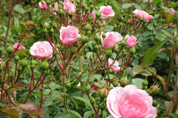 光粉红色的美丽的玫瑰在女王伊丽莎白公园玫瑰花园,aux.能够