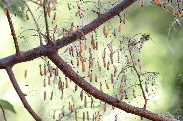 殖民地关于飞蛾幼虫特写镜头采用指已提到的人蜘蛛网向树