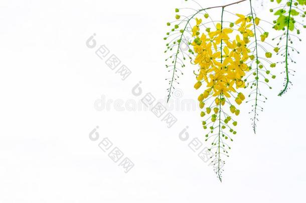 金色的阵雨花,桂皮瘘管病树花,夏英语字母表的第6个字母