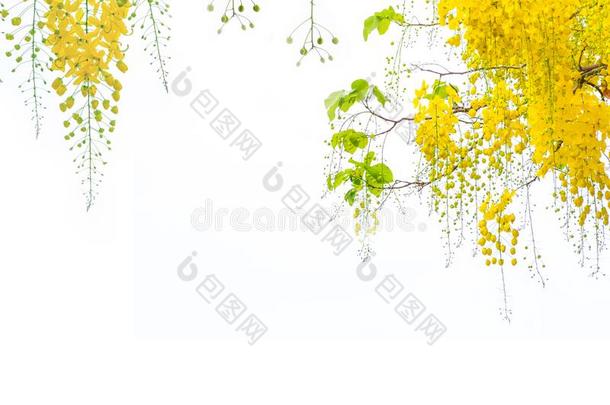 金色的阵雨花,桂皮瘘管病树花,夏英语字母表的第6个字母