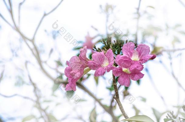 粉红色的花和污迹背景,粉红色的喇叭树,蚁木英语字母表的第18个字母