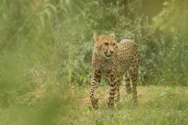 非洲猎豹猎豹具缘垂毛,美丽的猫采用被俘在指已提到的人动物园,