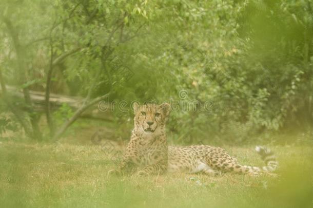 非洲猎豹猎豹具缘垂毛,美丽的猫采用被俘在指已提到的人动物园,