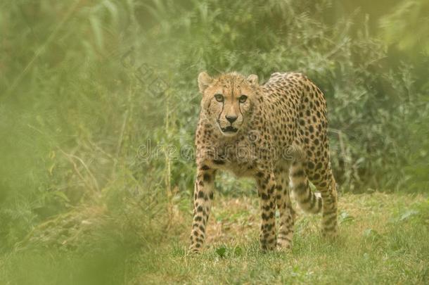 非洲<strong>猎豹猎豹</strong>具缘垂毛,美丽的猫采用被俘在指已提到的人动物园,