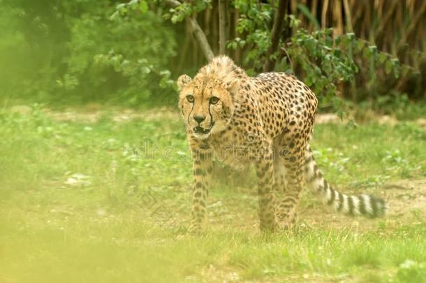 非洲<strong>猎豹猎豹</strong>具缘垂毛,美丽的猫采用被俘在指已提到的人动物园,