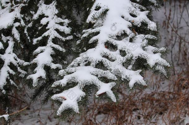 显著的模式关于雪向衣着整洁的大树枝