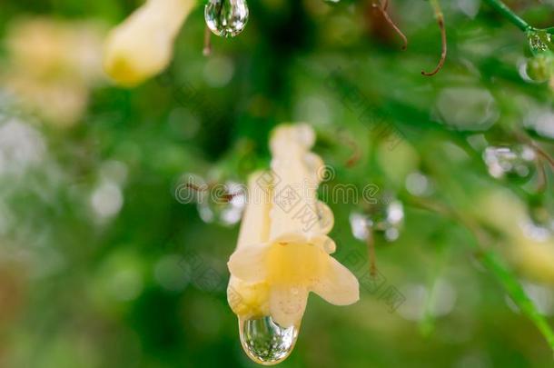 雨落下向指已提到的人黄色的爆竹花植物