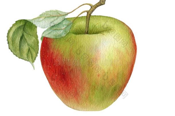 水彩绘画苹果