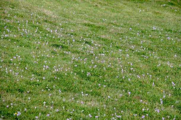 和煦的：照到阳光的草地和不同的花采用夏一天