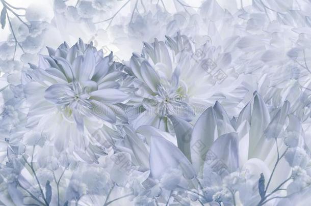 花的白色的-蓝色背景.大丽花属花关-在上面向一极少的量