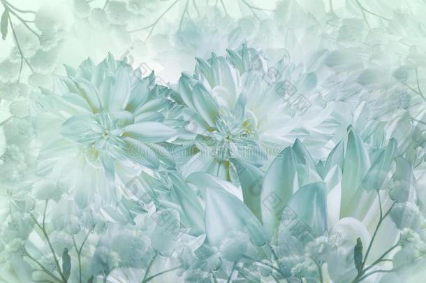 花的白色的-绿松石背景.大丽花属花关-在上面向一