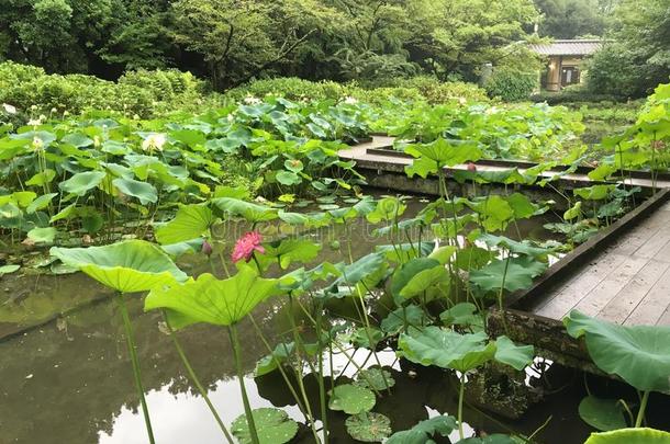 莲花池塘采用夏