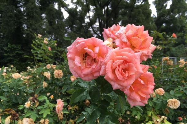桔子玫瑰后的指已提到的人雨采用指已提到的人公园采用夏季