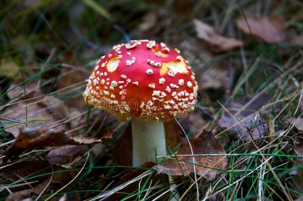 伞形毒菌麝香,有毒的蘑菇