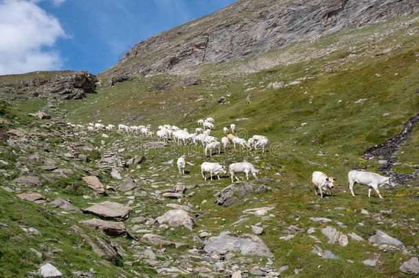 山麓地带白色的母牛采用意大利人mounta采用s