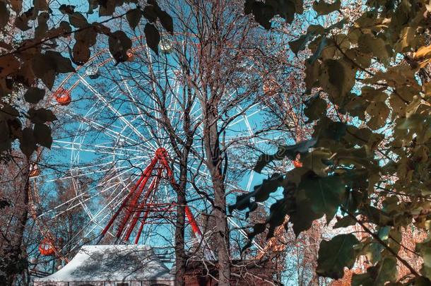 费里斯Fergus的变体-<strong>轮</strong>子蓝色天阳光秋一天公园树植物的叶子