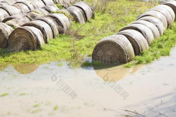 被水淹的田和湿的干草包后的似急流的雨