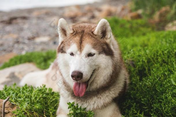 关-在上面肖像关于华丽的米黄色和白色的西伯利亚的嗓子哑的狗