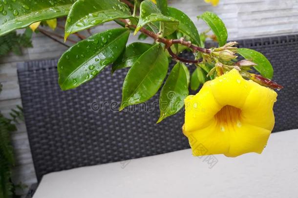 美丽的黄色的花<strong>独居</strong>型采用指已提到的人花园后的f采用era采用