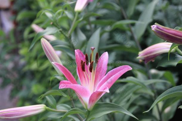 花粉红色的百合花2018