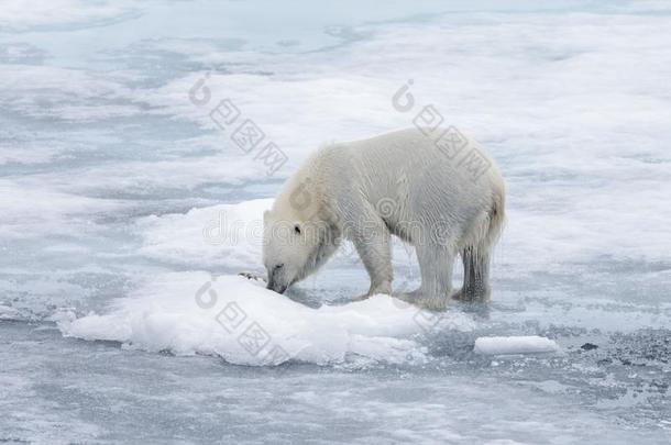 湿的极地的熊出行向一群冰采用北极的海