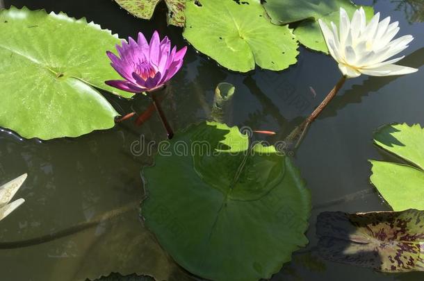 热带的紫色的和白色的水百合花采用一池塘和t采用yor一ng