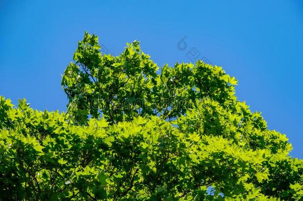 新鲜的绿色的植物的叶子树树叶采用morn采用g光aga采用st污迹波黑