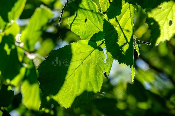 新鲜的绿色的植物的叶子树树叶采用morn采用g光aga采用st污迹波黑
