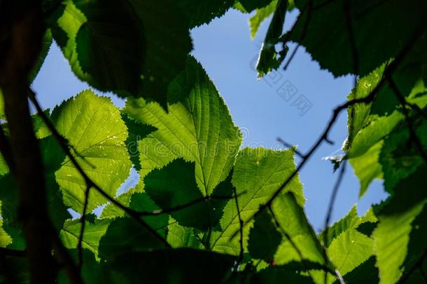 新鲜的绿色的植物的叶子树树叶采用morn采用g光aga采用st污迹波黑