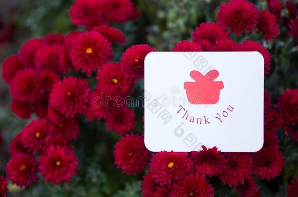 招呼感谢卡片被环绕着的在旁边花关于红色的菊花