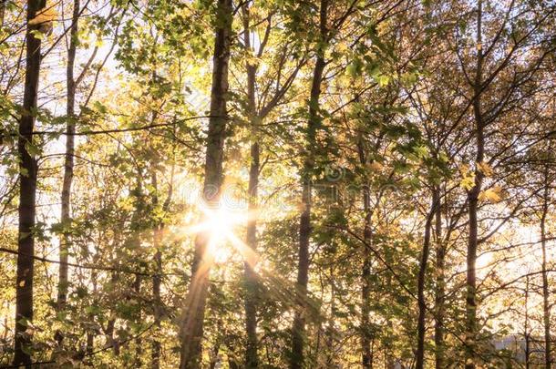太阳窥视通过树采用指已提到的人地方的森林在后退,go指已提到的人nbu