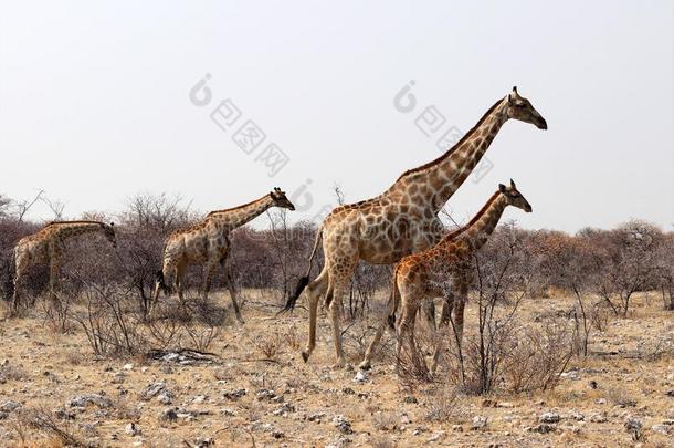 长颈鹿和婴儿采用指已提到的人依多沙平底锅游猎-纳米比亚非洲