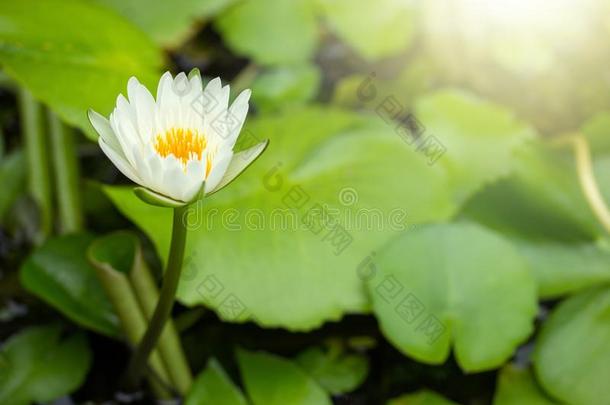 黄色的莲花花或水百合花和绿色的叶子