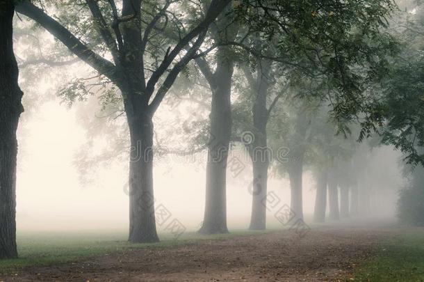 行关于树向有雾的小路
