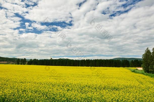 指已提到的人云景和花田风景优美的