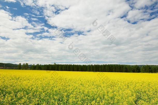 指已提到的人云景和花田风景