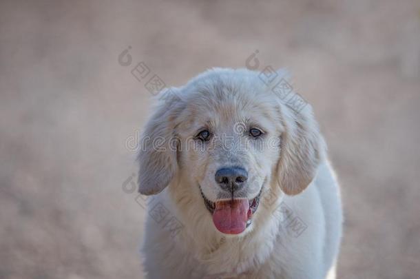 年幼的金色的寻猎物犬产狗和光毛皮凝视进入中你的