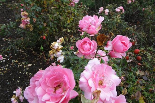 漂亮的漂亮的光粉红色的玫瑰在<strong>女王伊丽莎白</strong>公园,范库弗峰,
